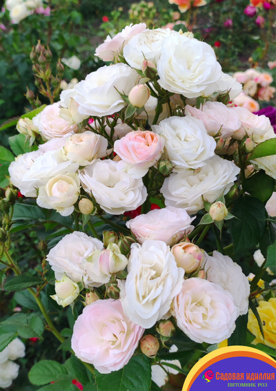 Букет Парфе (Bouquet Parfait)