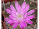 Gymnocalycium damsii ssp.evae STO 1404 (D=20-25мм)