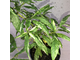 Ficus Racemosa White variegata / фикус ракемоза вариегатный белый