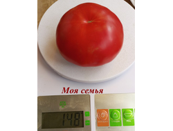 Томат Моя семья
