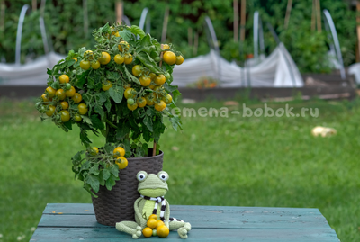 Micro Dwarf Fat Frog (Микрогном Жирная Лягушка), 10 шт