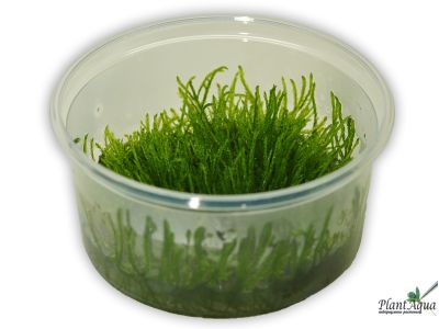 Мох плакучий (Vesicularia ferriei «Weeping») меристемный