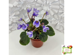 Н-Лесной Родник (Н. Бердникова) 2015