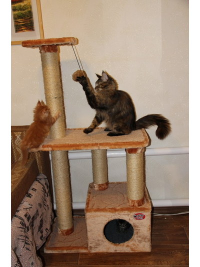 №145 Домик для кошки Мега  +