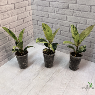 Ficus elastica "shivereana" / фикус эластика шивериана