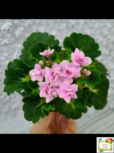 Goldilocks (L.Ray) (Голдилокс) (гёрл-лист с кроновой пестролистностью)