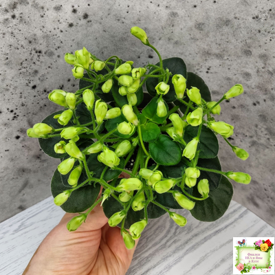 Emerald Bell (О.Барышева) 2016