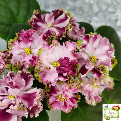 КО-Петушок Золотой Гребешок (О. Кособокова) 2016