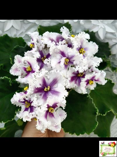 МТ-Сладкая Фантазия химерный спорт