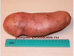 Картофель Сарпо Мира Sarpo Mira Potatoes