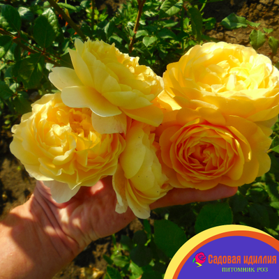 Зе Поэтс Вайф (The Poet's Wife)