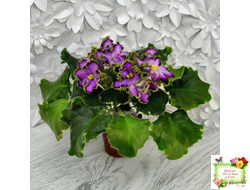 АВ-Пенная Вечеринка (Фиалковод) 2021 г.