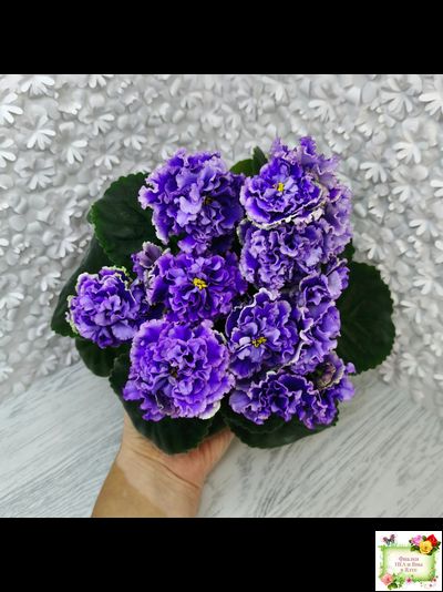 РМ-Синий Бриллиант (Н. Скорнякова) 2023 г. (лист укоренённый)