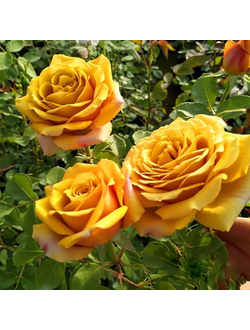 Пайн Дрим (Pine Dream) (Сосновая мечта)