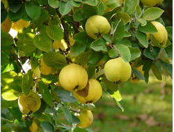 Айва, черенки для прививки