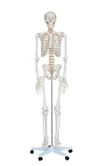 Skeleton anatomical, skull, скелет, анатомический, череп, кости, 170см, скелет человека, медицинский