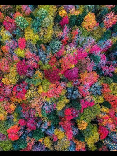 Картина обогреватель, спутниковое фото Осень пришла в Нью-Гэмпшир