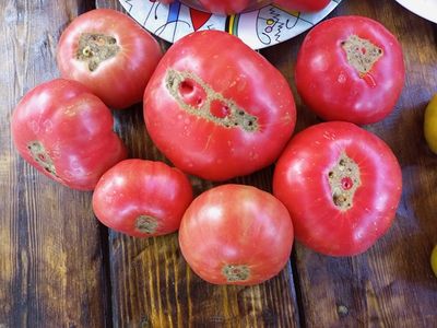 Томат Сладкая свекла (Dulcea de Fagaras), Италия