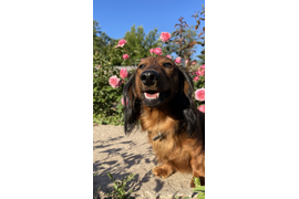 Наш главный помощник )))