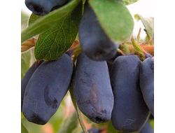 Канадская жимолость Хоней Би (Honey Bee) ОКС