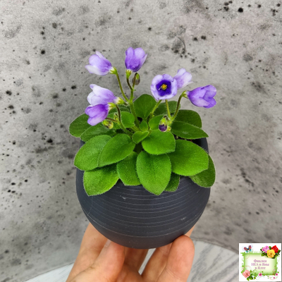 ЛЕ-Котенок Гав (Е. Лебецкая)