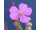 Drosera capensis "Giant"