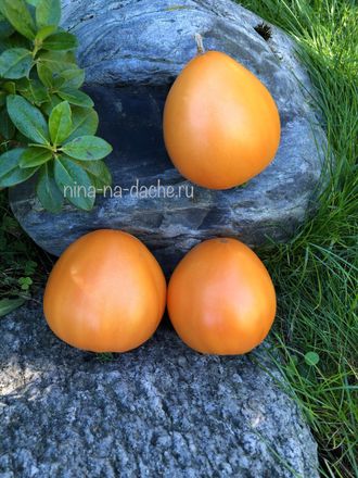 Ранний оранжевый Розали / Rosalie’s early orange