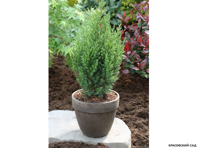 Можжевельник китайский Стрикта - Stricta