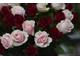 Большой букет из бордовых и розовых роз.