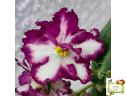 ВаТ-Волшебная Сказка (Т.Валькова) 2019 г.