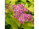 Голдмаунд спирея японская (Spiraea japonica Goldmound)(20-40/3л)