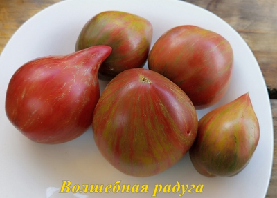 Томат Волшебная Радуга