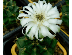 Gymnocalycium bruchii v. niveum VG 536