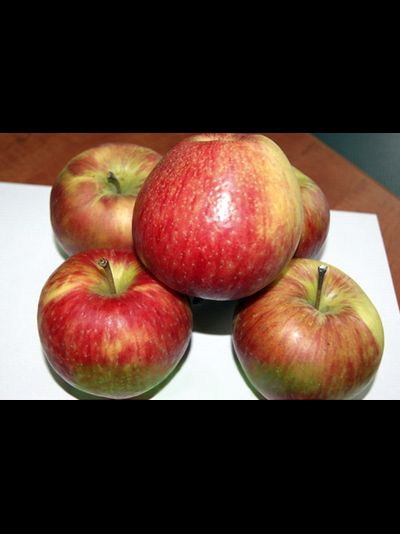 Хонейкрисп (медовый хруст) (яблоня), 1-3года, ЗКС
