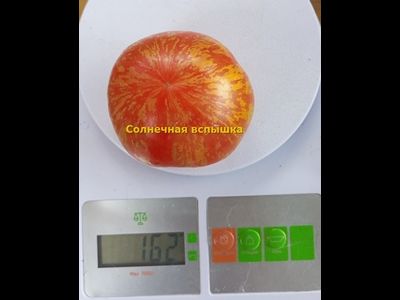 Томат Солнечная вспышка (Solar flare)
