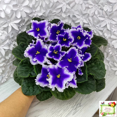 Dn-New Star (Д. Денисенко) 2019 г.