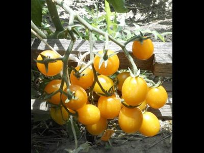 Томат Летнее солнце