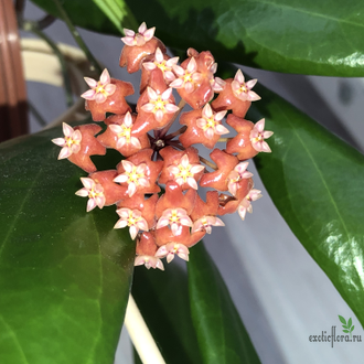 Hoya ilagiorum