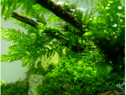 Мох ключевой