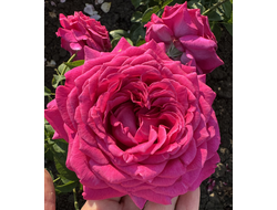 Домен Дитер (Domaine Dittiere)