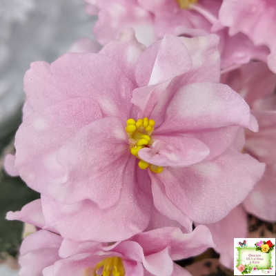 Rivermist Pearls (J. Baker) (10974) 04/13/2018