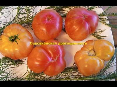 Томат Оаксаканская драгоценность (Oaxacan Jewel)