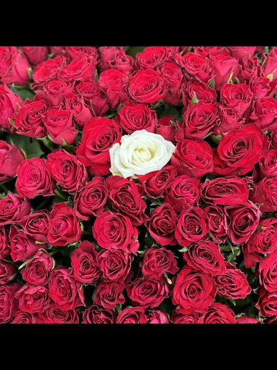 501 красная роза в корзине