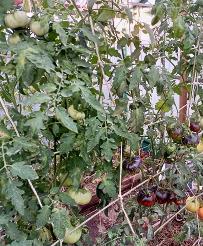 Томат Татьянин яхонт