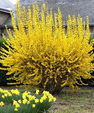 Форзиция промежуточная (Forsythia intermedia Lynwood)  С5