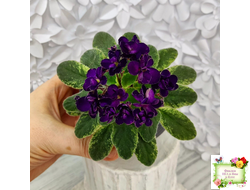 ЛЕ-Мия (Е.Лебецкая) 2018 г. (стартер)