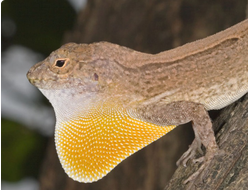 Анолис гребенчатый (Anolis cristatellus)
