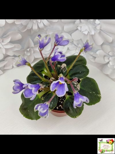 Н-Лесной Родник (Н. Бердникова) 2015 (детка-стартер)