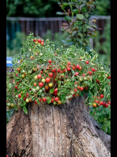 Томат Ditmarscher "Suspension rose" (Дитмаршевская Розовая Подвеска), 10 шт