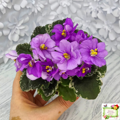 Sky Jems (Johnson) (лист посажен 29.01.26)